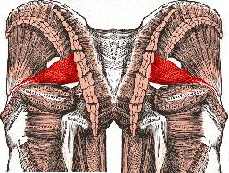 Piriformis Piriformis and Running