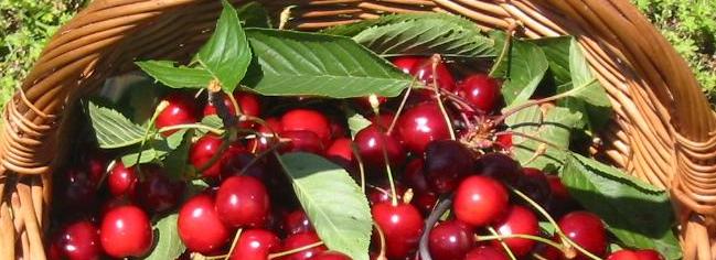 cherries